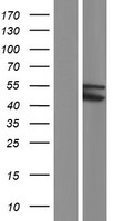 TRIM49C Protein - Western validation with an anti-DDK antibody * L: Control HEK293 lysate R: Over-expression lysate