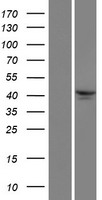 TRIM49D2P Protein - Western validation with an anti-DDK antibody * L: Control HEK293 lysate R: Over-expression lysate