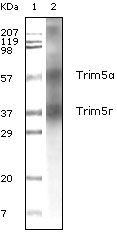 TRIM5 Antibody - TRIM5 alpha Antibody in Western Blot (WB)