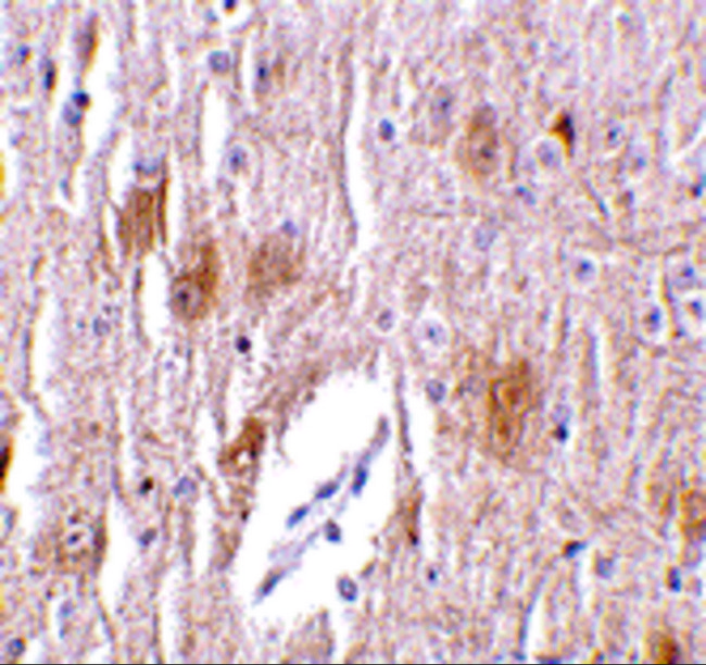 TRIM5 Antibody - Immunohistochemistry of TRIM5 delta in mouse brain tissue with TRIM5 delta antibody at 1 ug/mL.