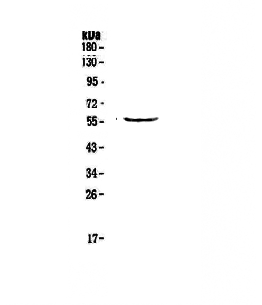 TRIM5 Antibody - Western blot - Anti-TRIM5 Picoband antibody