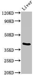 TRIM54 / MURF Antibody - Western Blot Positive WB detected in:Mouse liver tissue All Lanes:TRIM54 antibody at 3µg/ml Secondary Goat polyclonal to rabbit IgG at 1/50000 dilution Predicted band size: 41,45 KDa Observed band size: 41 KDa