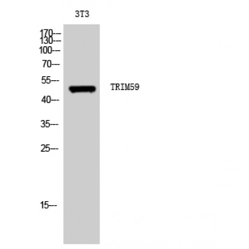 TRIM59 Antibody - Western blot of TRIM59 antibody