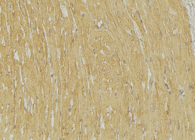 TRIM59 Antibody - 1:100 staining mouse muscle tissue by IHC-P. The sample was formaldehyde fixed and a heat mediated antigen retrieval step in citrate buffer was performed. The sample was then blocked and incubated with the antibody for 1.5 hours at 22°C. An HRP conjugated goat anti-rabbit antibody was used as the secondary.