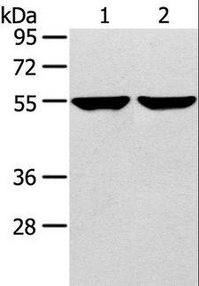 TRIM62 Antibody - Western blot analysis of 231 and hepg2 cell, using TRIM62 Polyclonal Antibody at dilution of 1:400.