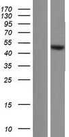 TRIM64B Protein - Western validation with an anti-DDK antibody * L: Control HEK293 lysate R: Over-expression lysate