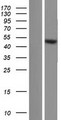 TRIM64B Protein - Western validation with an anti-DDK antibody * L: Control HEK293 lysate R: Over-expression lysate