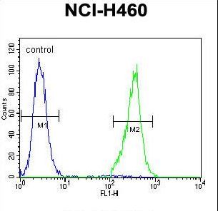 TRIM65 Antibody - TRIM65 Antibody flow cytometry of NCI-H460 cells (right histogram) compared to a negative control cell (left histogram). FITC-conjugated goat-anti-rabbit secondary antibodies were used for the analysis.