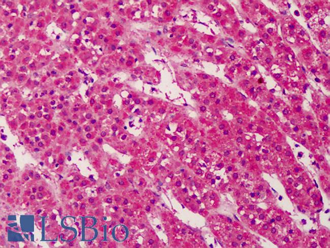 TRIM68 Antibody - Anti-TRIM68 antibody IHC of human adrenal. Immunohistochemistry of formalin-fixed, paraffin-embedded tissue after heat-induced antigen retrieval. Antibody concentration 5 ug/ml.  This image was taken for the unconjugated form of this product. Other forms have not been tested.