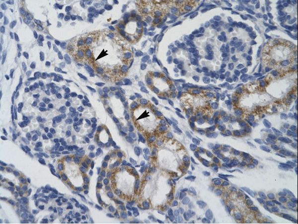 TRIM68 Antibody - Human Kidney.  This image was taken for the unconjugated form of this product. Other forms have not been tested.