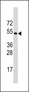 TRIM69 / Trif Antibody - Western blot of anti-TRIM69 Antibody (Center K251) (RB13944) in HL60 cell line lysates (35 ug/lane). TRIM69(arrow) was detected using the purified antibody.