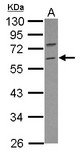 TRIM69 / Trif Antibody - Sample (30 ug of whole cell lysate) A: IMR32 10% SDS PAGE TRIM69 / RNF36 antibody diluted at 1:500