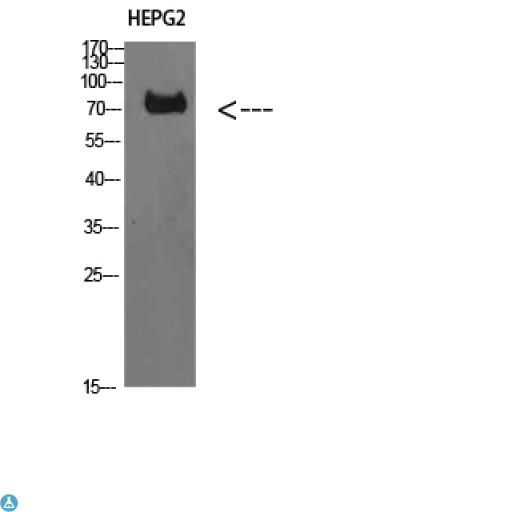 TRIM69 / Trif Antibody - Western Blot (WB) analysis of HepG2 cells using TRIF Polyclonal Antibody diluted at 1:1000.