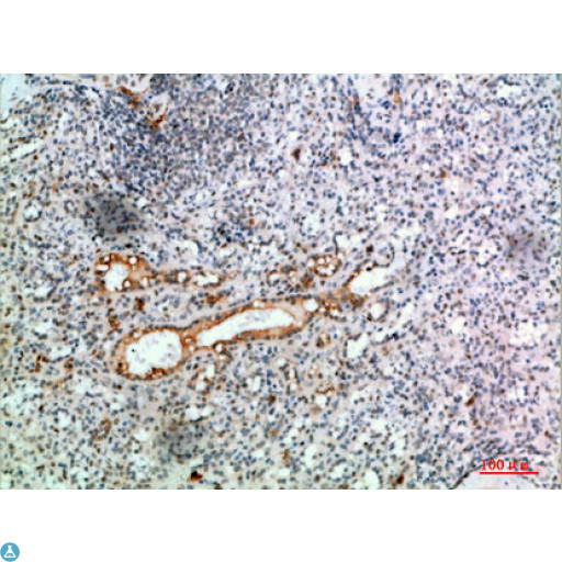 TRIM69 / Trif Antibody - Immunohistochemical analysis of paraffin-embedded human-spleen, antibody was diluted at 1:200.
