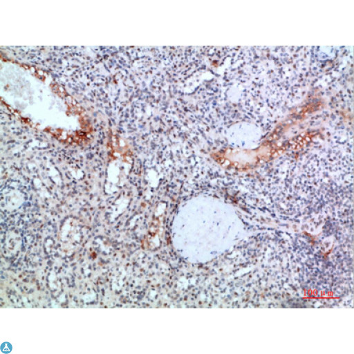 TRIM69 / Trif Antibody - Immunohistochemical analysis of paraffin-embedded human-spleen, antibody was diluted at 1:200.