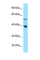 TRIM7 Antibody - TRIM7 antibody Western blot of Rat Liver lysate. Antibody concentration 1 ug/ml.  This image was taken for the unconjugated form of this product. Other forms have not been tested.