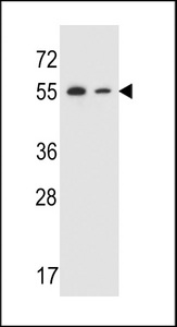 TRIM7 Antibody - TRIM7 Antibody western blot of NCI-H292,HepG2 cell line lysates (35 ug/lane). The TRIM7 antibody detected the TRIM7 protein (arrow).