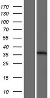 TRIM7 Protein - Western validation with an anti-DDK antibody * L: Control HEK293 lysate R: Over-expression lysate