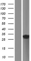 TRIM74 Protein - Western validation with an anti-DDK antibody * L: Control HEK293 lysate R: Over-expression lysate