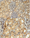 TRIM8 / GERP Antibody - Goat Anti-GERP / TRIM8 Antibody (4µg/ml) staining of paraffin embedded Human Kidney. Steamed antigen retrieval with citrate buffer pH 6, HRP-staining.