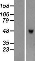 TRIML1 Protein - Western validation with an anti-DDK antibody * L: Control HEK293 lysate R: Over-expression lysate