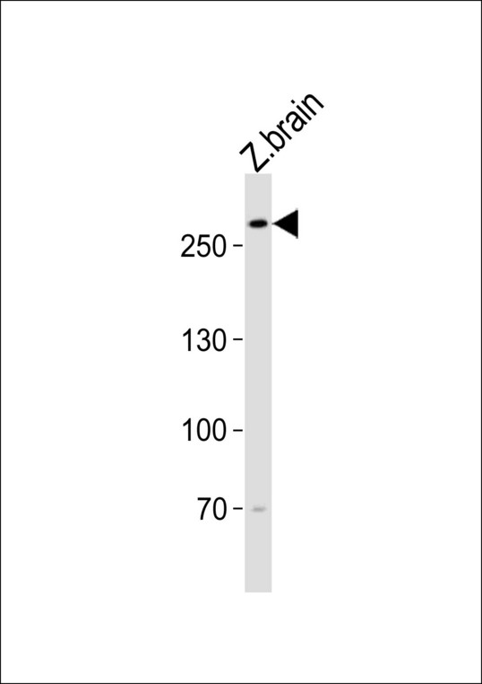 TRIO Antibody - Western blot of lysate from zebra fish brain tissue lysate with (DANRE) trio Antibody. Antibody was diluted at 1:1000. A goat anti-rabbit IgG H&L (HRP) at 1:5000 dilution was used as the secondary antibody. Lysate at 35 ug.