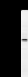 TRIOBP Antibody - Detection of human TRIOBP by Western blot. Samples: Whole cell lysate (25 ug) from HEK293 cells. Predicted molecular weight: 74 kDa