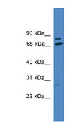 TRIP / LRRFIP1 Antibody - LRRFIP1 antibody Western blot of U937 cell lysate. This image was taken for the unconjugated form of this product. Other forms have not been tested.