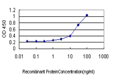 TRIP / LRRFIP1 Antibody - Detection limit for recombinant GST tagged LRRFIP1 is approximately 1 ng/ml as a capture antibody.