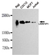TRIP / LRRFIP1 Antibody - Western blot detection of LRRFIP1 in Raji, C2C12, MCF7 and Jurkat cell lysates using LRRFIP1 mouse monoclonal antibody (1:1000 dilution). Predicted band size: 89KDa. Observed band size:160KDa.