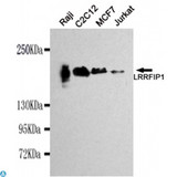 TRIP / LRRFIP1 Antibody - Western blot detection of LRRFIP1 in Raji, C2C12, MCF7 and Jurkat cell lysates using LRRFIP1 mouse mAb (1:1000 diluted). Predicted band size: 89KDa. Observed band size: 160KDa.