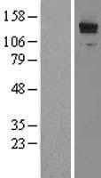 TRIP / LRRFIP1 Protein - Western validation with an anti-DDK antibody * L: Control HEK293 lysate R: Over-expression lysate