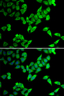 TRIP10 / CIP4 Antibody - Immunofluorescence analysis of U20S cells.