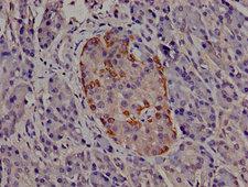 TRIP10 / CIP4 Antibody - Immunohistochemistry image of paraffin-embedded human pancreatic tissue at a dilution of 1:100