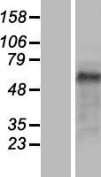 TRIP10 / CIP4 Protein - Western validation with an anti-DDK antibody * L: Control HEK293 lysate R: Over-expression lysate