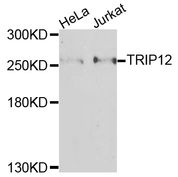 TRIP12 Antibody - Western blot analysis of extracts of various cells.
