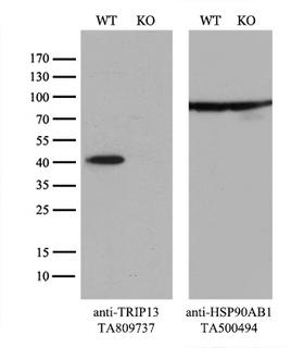 TRIP13 Antibody - Equivalent amounts of cell lysates  and TRIP13-Knockout 293T cells  were separated by SDS-PAGE and immunoblotted with anti-TRIP13 monoclonal antibody(1:500). Then the blotted membrane was stripped and reprobed with anti-HSP90AB1 antibody  as a loading control.