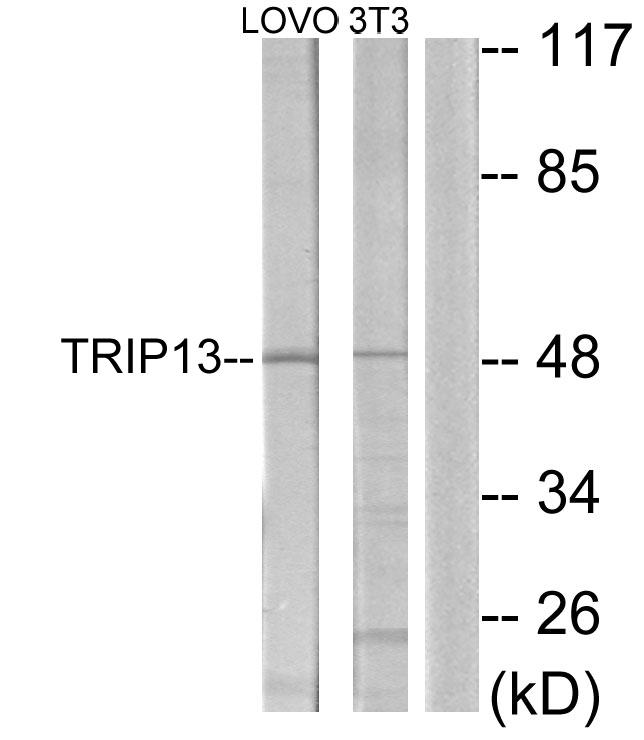 TRIP13 Antibody - Western blot analysis of lysates from LOVO and NIH/3T3 cells, using TRIP13 Antibody. The lane on the right is blocked with the synthesized peptide.