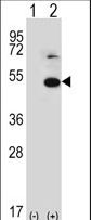 TRIP13 Antibody - Western blot of TRIP13 (arrow) using rabbit polyclonal TRIP13 Antibody. 293 cell lysates (2 ug/lane) either nontransfected (Lane 1) or transiently transfected (Lane 2) with the TRIP13 gene.