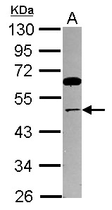 TRIP13 Antibody - Sample (30 ug of whole cell lysate) A: 293T 10% SDS PAGE TRIP13 antibody diluted at 1:1000