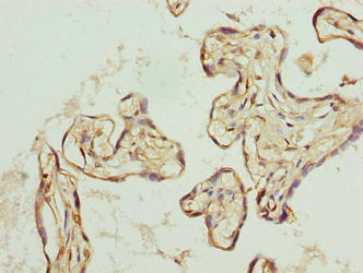 TRIP13 Antibody - Immunohistochemistry of paraffin-embedded human placenta tissue using TRIP13 Antibody at dilution of 1:100