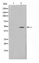 TRIP13 Antibody - Western blot of LOVO cell lysate using TRIP13 Antibody