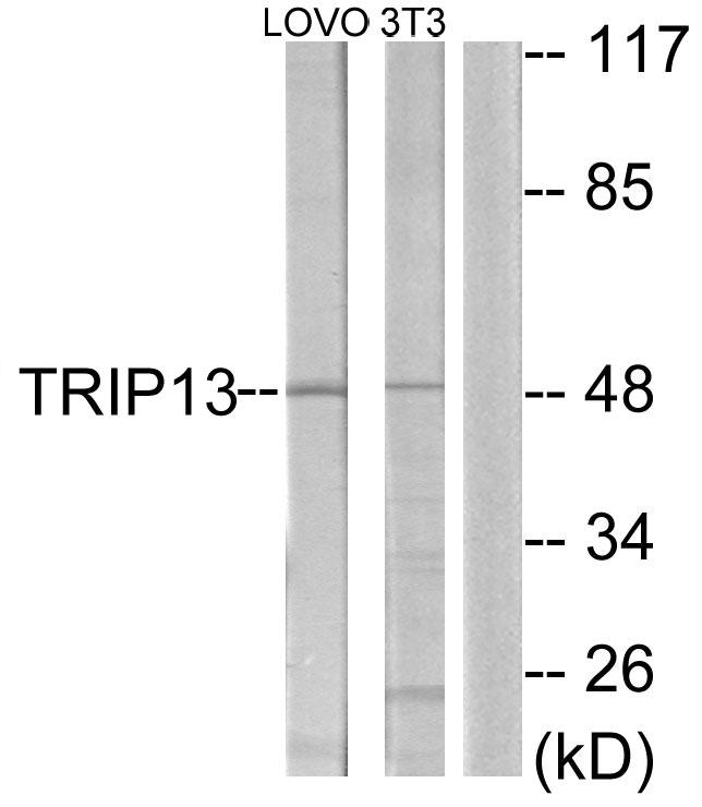 TRIP13 Antibody - Western blot analysis of extracts from LOVO cells and NIH-3T3 cells, using TRIP13 antibody.