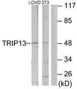 TRIP13 Antibody - Western blot analysis of extracts from LOVO cells and NIH-3T3 cells, using TRIP13 antibody.