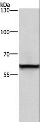 TRIP4 / ASC-1 Antibody - Western blot analysis of A431 cell, using TRIP4 Polyclonal Antibody at dilution of 1:400.