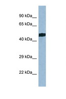 TRIT1 Antibody - TRIT1 antibody Western blot of Mouse Kidney lysate. Antibody concentration 1 ug/ml.  This image was taken for the unconjugated form of this product. Other forms have not been tested.