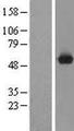 TRMO / C9orf156 Protein - Western validation with an anti-DDK antibody * L: Control HEK293 lysate R: Over-expression lysate