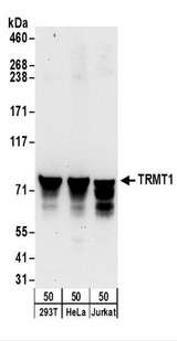 TRMT1 Antibody - Detection of Human TRMT1 by Western Blot. Samples: Whole cell lysate (50 ug) from 293T, HeLa, and Jurkat cells. Antibodies: Affinity purified rabbit anti-TRMT1 antibody used for WB at 1 ug/ml. Detection: Chemiluminescence with an exposure time of 30 seconds.