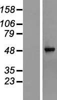 TRMT10C / RG9MTD1 Protein - Western validation with an anti-DDK antibody * L: Control HEK293 lysate R: Over-expression lysate