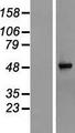 TRMT10C / RG9MTD1 Protein - Western validation with an anti-DDK antibody * L: Control HEK293 lysate R: Over-expression lysate